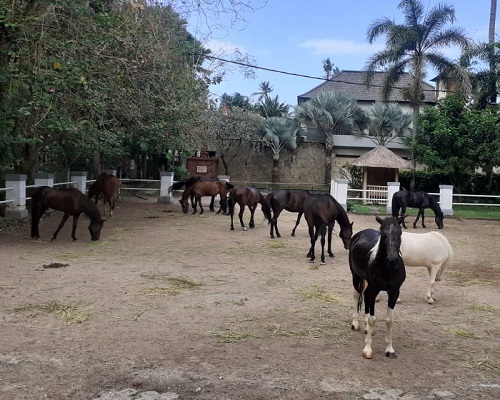 Bali Horse Riding and Elephant Ride Tour