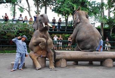 Bali Elephant Ride and Ubud Tour