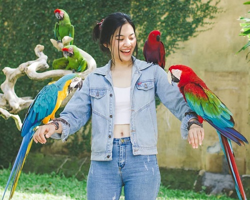 Bali Bird Park and Ubud Tour