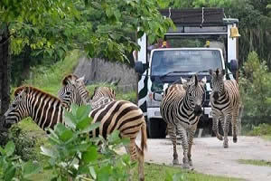 Bali Safari Park and Ubud Tour