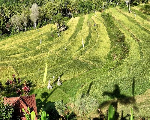 Besakih Tour | Bali Bukit Jambul Rice Terrace | Bali Traventure