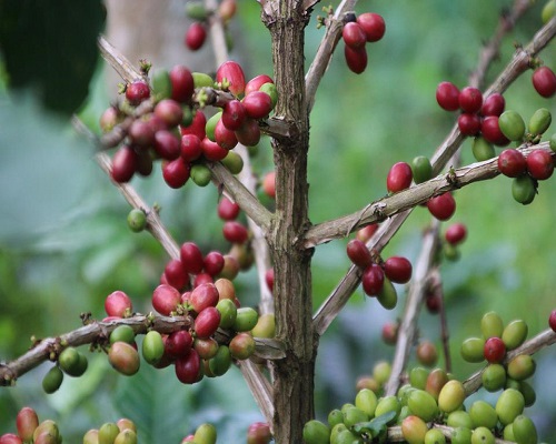 Bali Coffee Plantations | Bali ATV Ride and Kintamani Tour | Bali Traventure