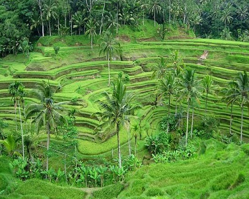 Bali Safari Park and Kintamani Tour