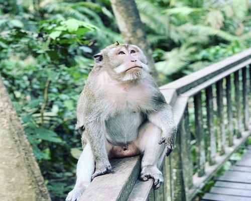 Ubud Tour | Ubud Monkey Forest | Bali Traventure