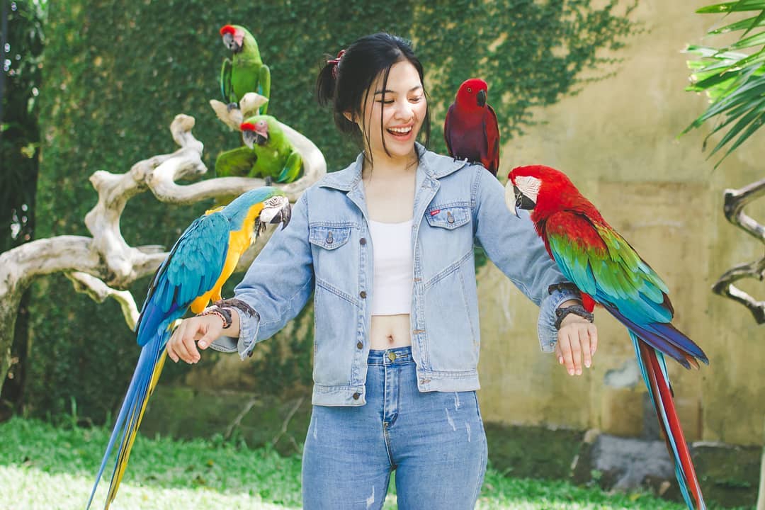 Bali Bird Park Tour