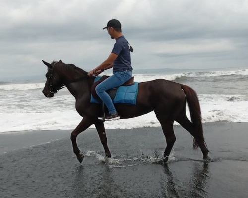 Bali Horse Riding Tour
