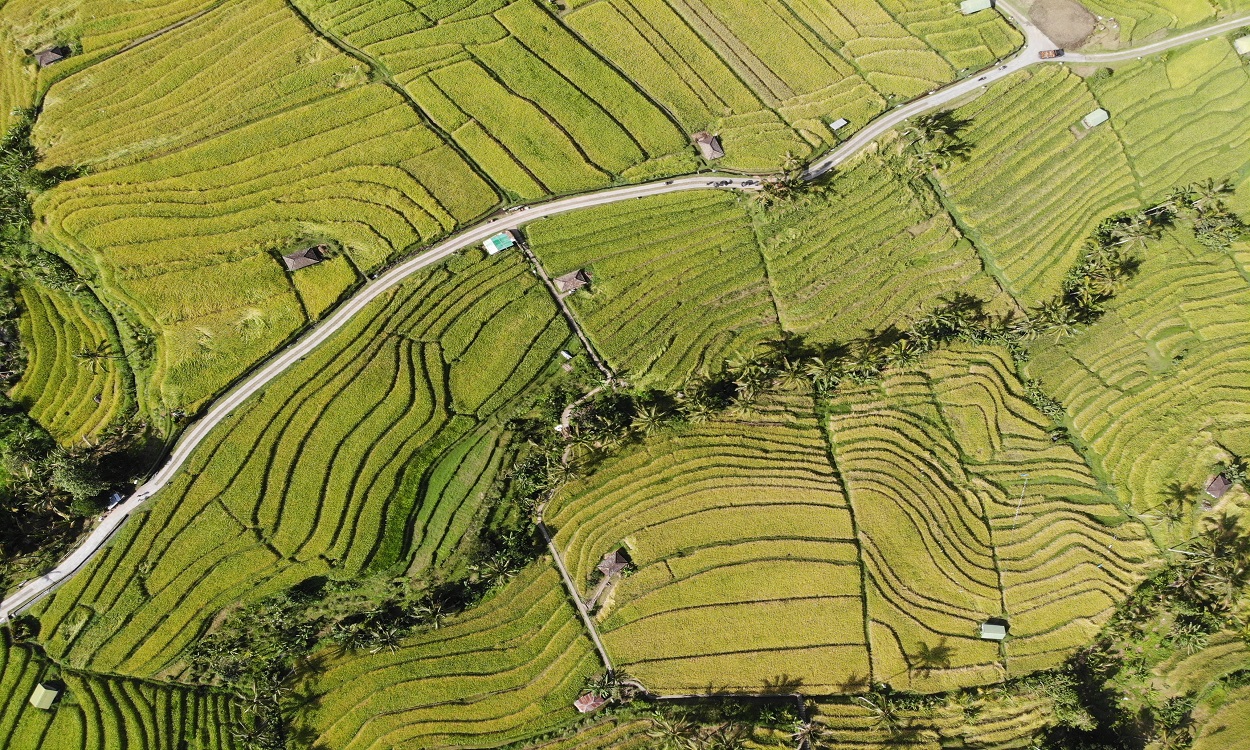 Jatiluwih Rice Terrace