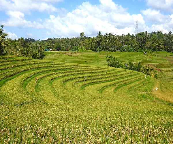 Bali Pupuan Rice Terrace