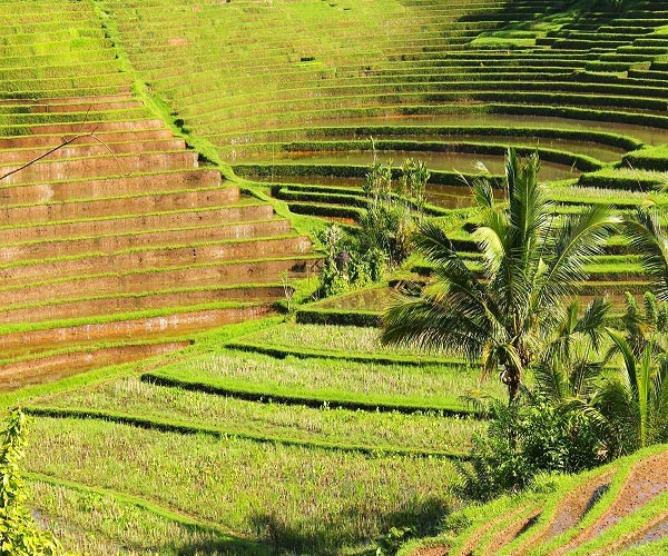 Bali Pupuan Rice Terrace