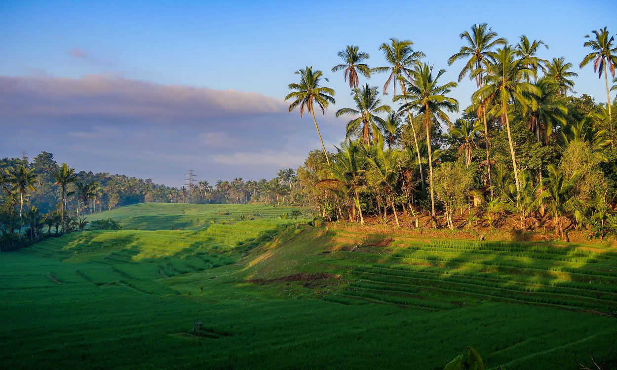 Bali Pupuan Rice Terrace