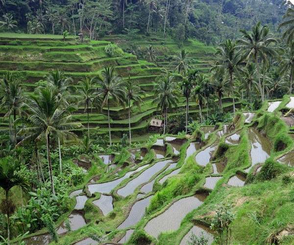 Tegallalang Rice Terrace