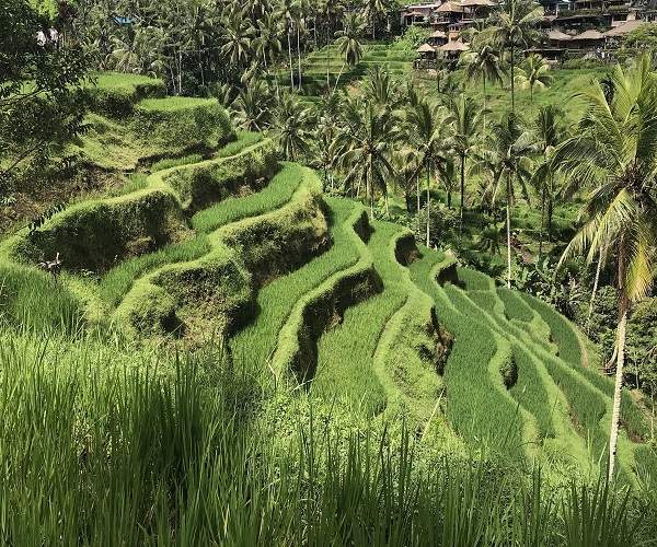 Tegallalang Rice Terrace