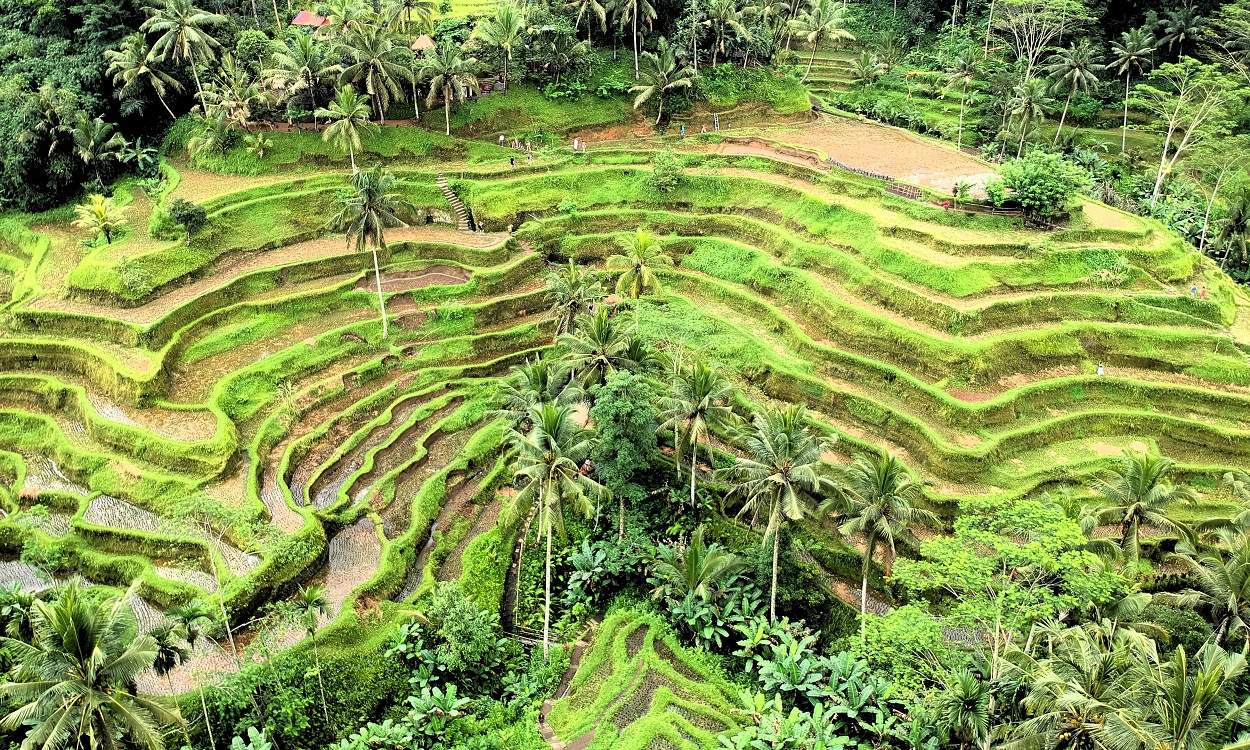 Tegallalang Rice Terrace