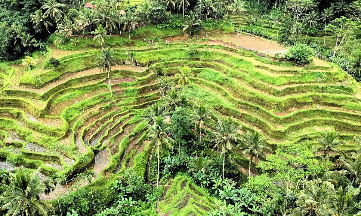 FULL DAY UBUD - RICE TERRACE AND ULUWATU TOUR