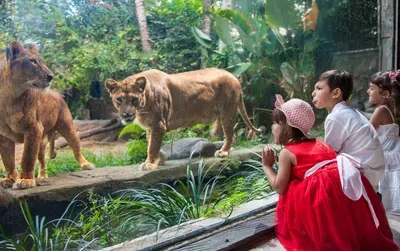 BALI ZOO PARK AND UBUD TOUR