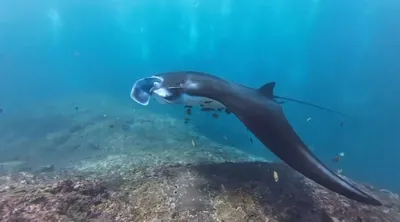 MANTA POINT NUSA PENIDA