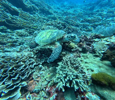GAMAT BAY NUSA PENIDA