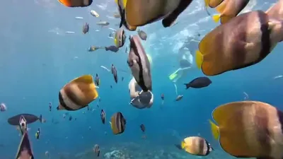 WALL BAY POINT NUSA PENIDA