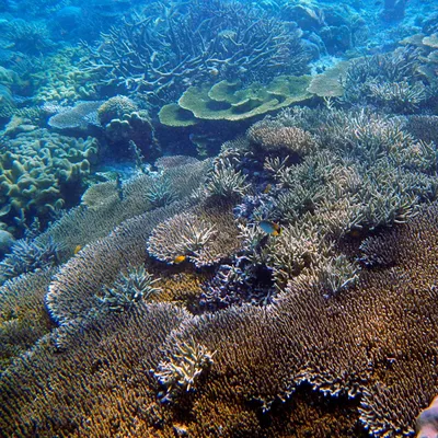 GAMAT BAY NUSA PENIDA