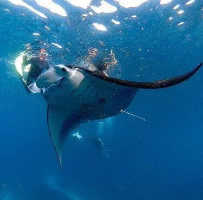 MANTA POINT NUSA PENIDA