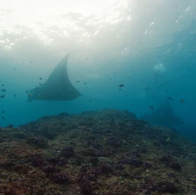 MANTA POINT NUSA PENIDA