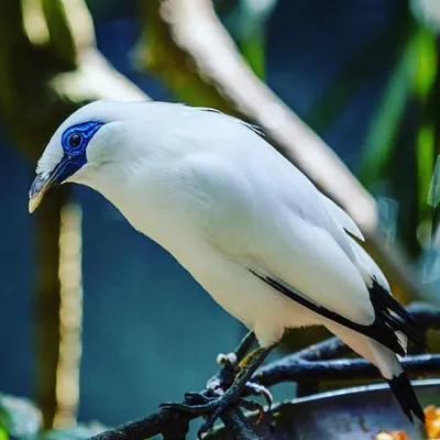 BALI BIRD PARK