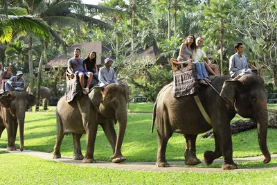 BALI ELEPHANT RIDE TOUR