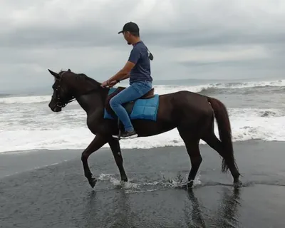 Bali Horse Riding Tour