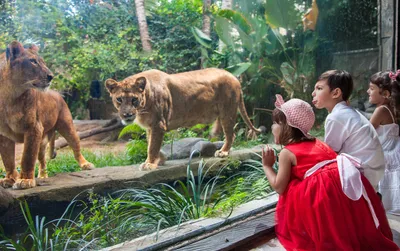 Bali Zoo Park Tour