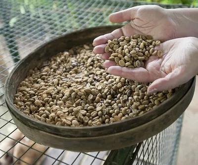 Bali Coffee Plantation