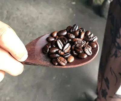 Bali Coffee Plantation