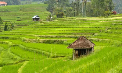 Jatiluwih Rice Terrace