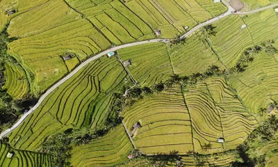Jatiluwih Rice Terrace