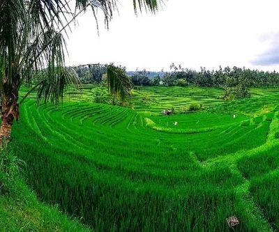 Bali Pupuan Rice Terrace