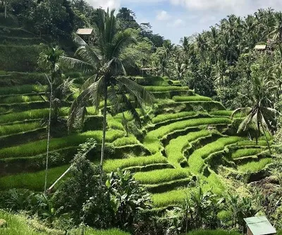 Tegallalang Rice Terrace