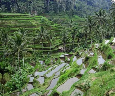 Tegallalang Rice Terrace