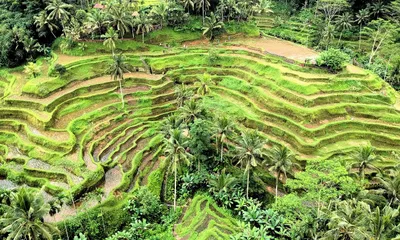 Tegallalang Rice Terrace
