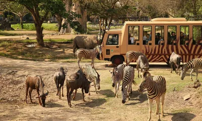 BALI JUNGLE HOPPER PACKAGES