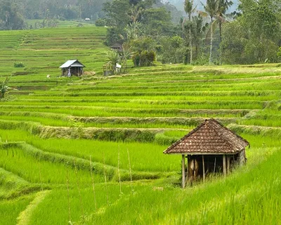 Jatiluwih Rice Terrace